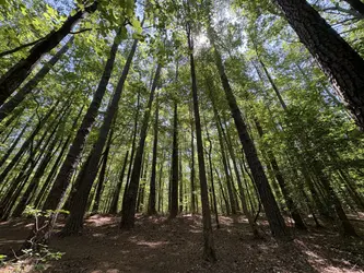Forest trail through Clemmons Educational State Forest near Raleigh